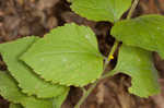 Autumn goldenrod 